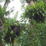 13 May 2025 – Kuching